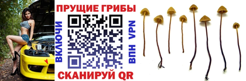 hydra вход купить закладку Бирск Псилоцибиновые грибы MAGIC MUSHROOMS